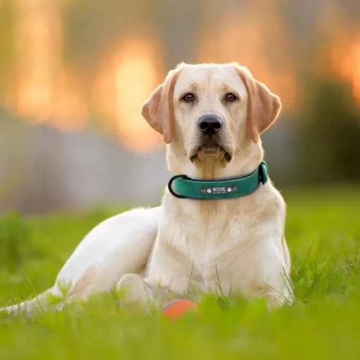 hundehalsband mit namen Personalisiertes Hundehalsband mit Namen